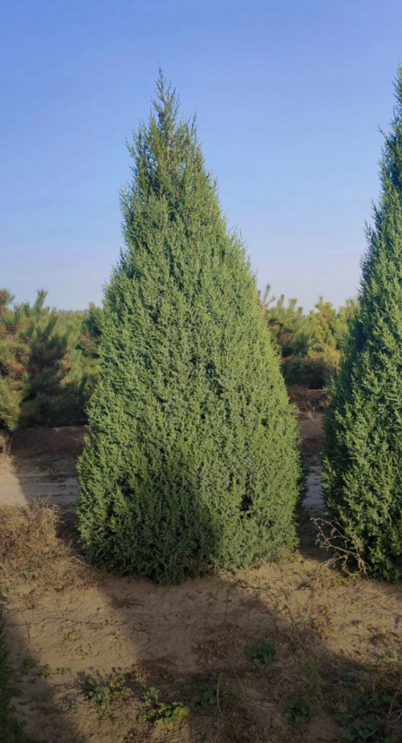 塔桧70/100/250/400高度规格齐全大量出售精品