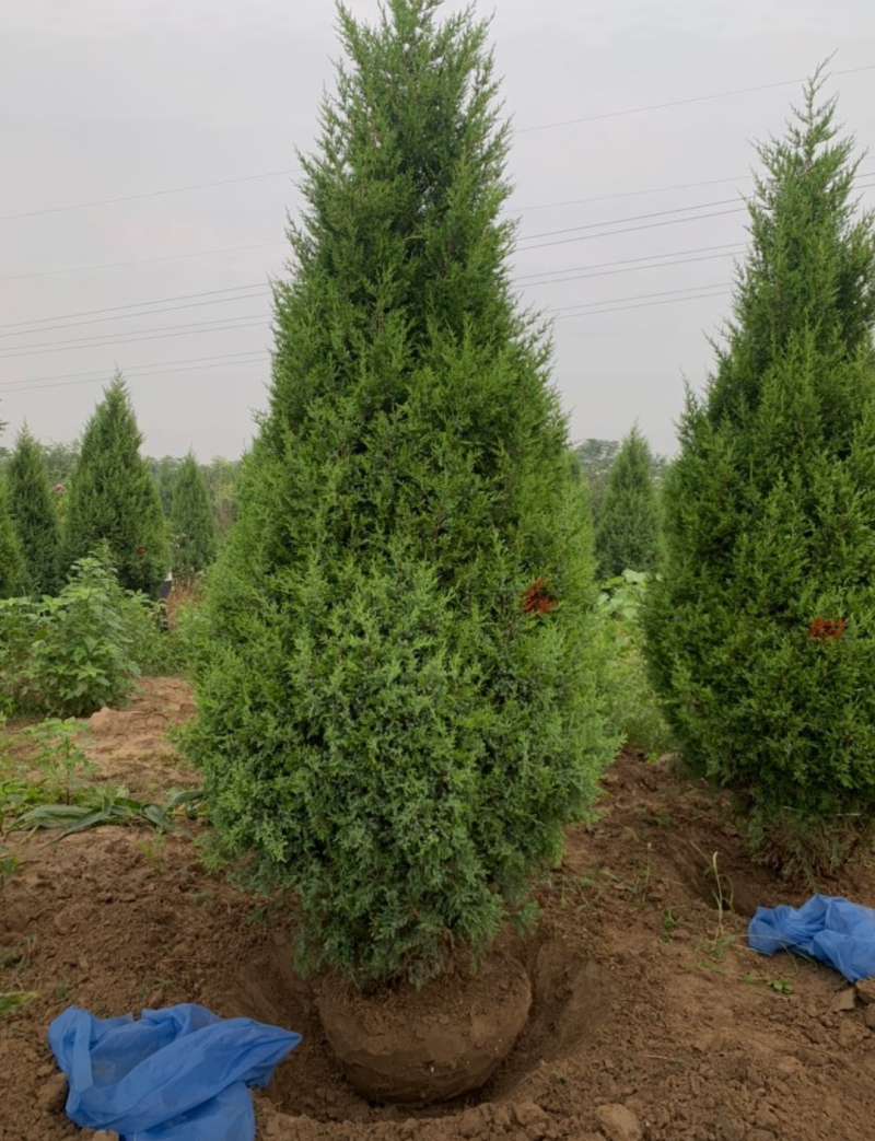 塔桧70/100/250/400高度规格齐全大量出售精品