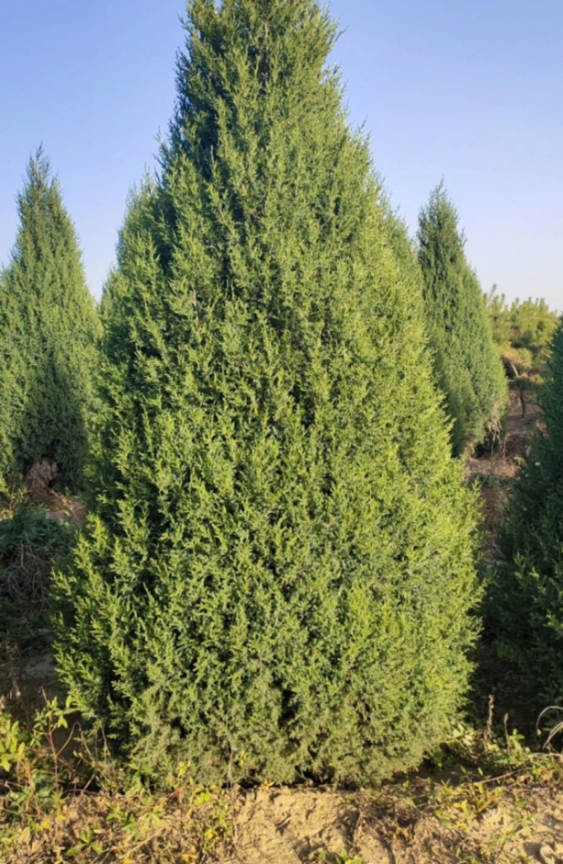塔桧70/100/250/400高度规格齐全大量出售精品