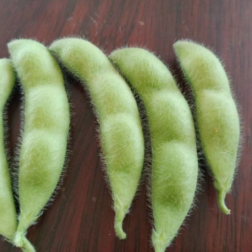 毛豆大量上市产地直发一手货源，价格美丽
