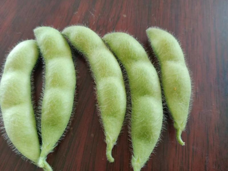 毛豆大量上市产地直发一手货源，价格美丽