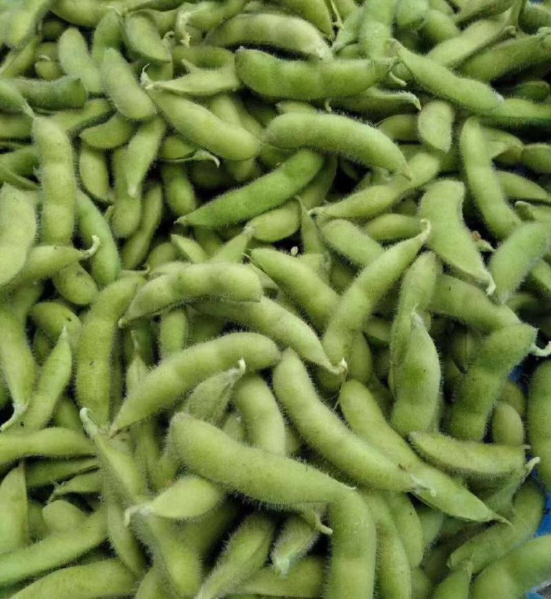 毛豆大量上市产地直发一手货源，价格美丽
