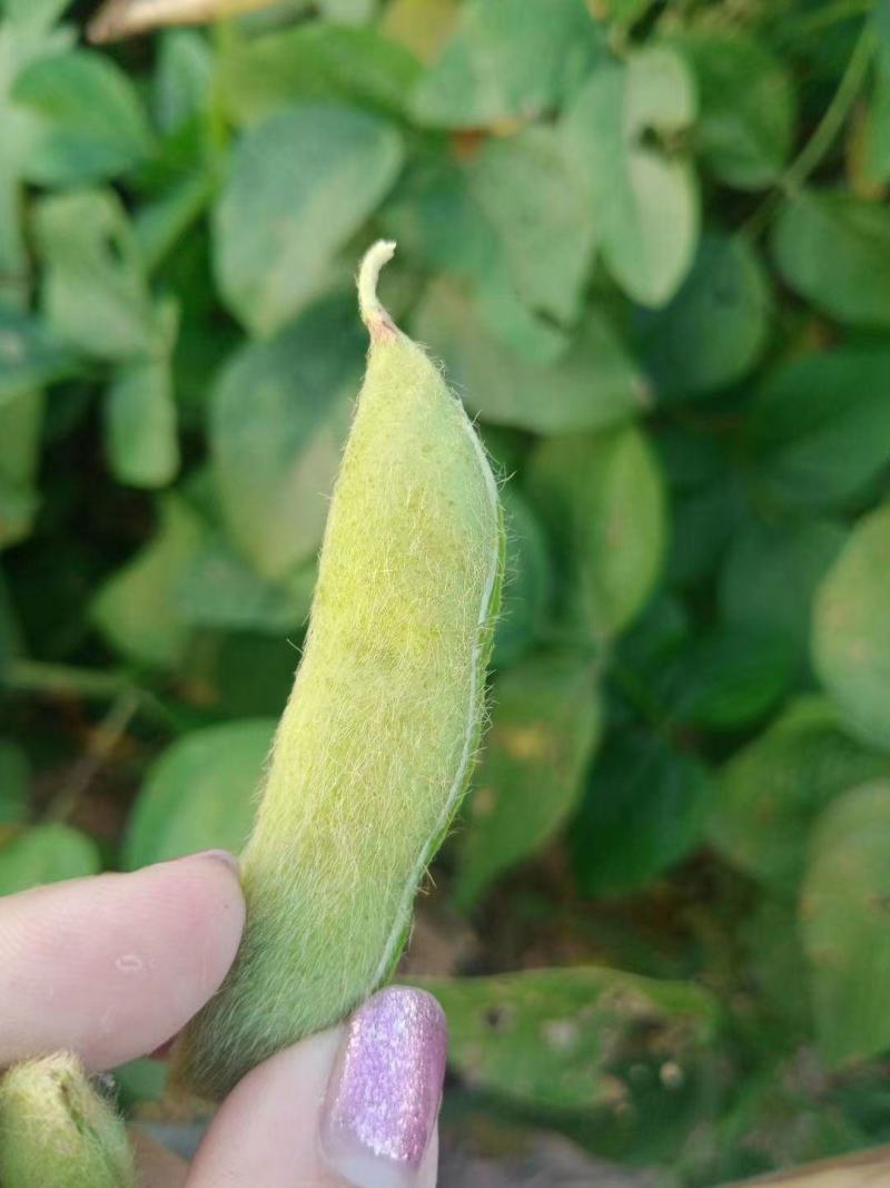 毛豆大量上市产地直发一手货源，价格美丽