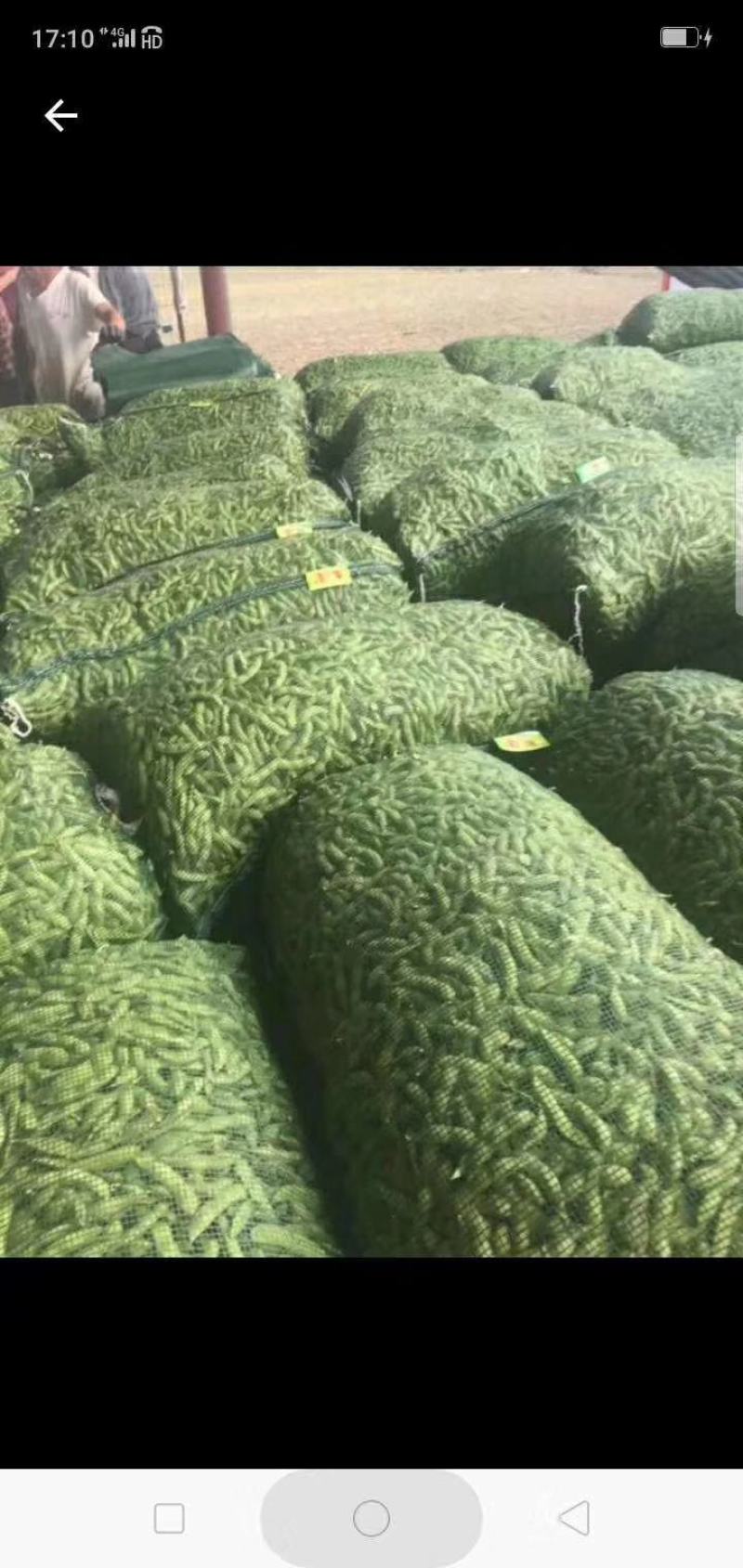 毛豆大量上市产地直发一手货源，价格美丽