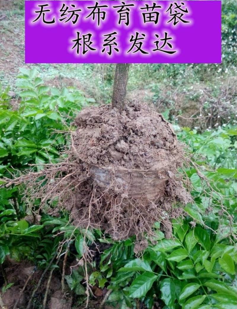 长丝无纺布育苗袋营养袋一次性可降解育苗容器杯保质包量包邮