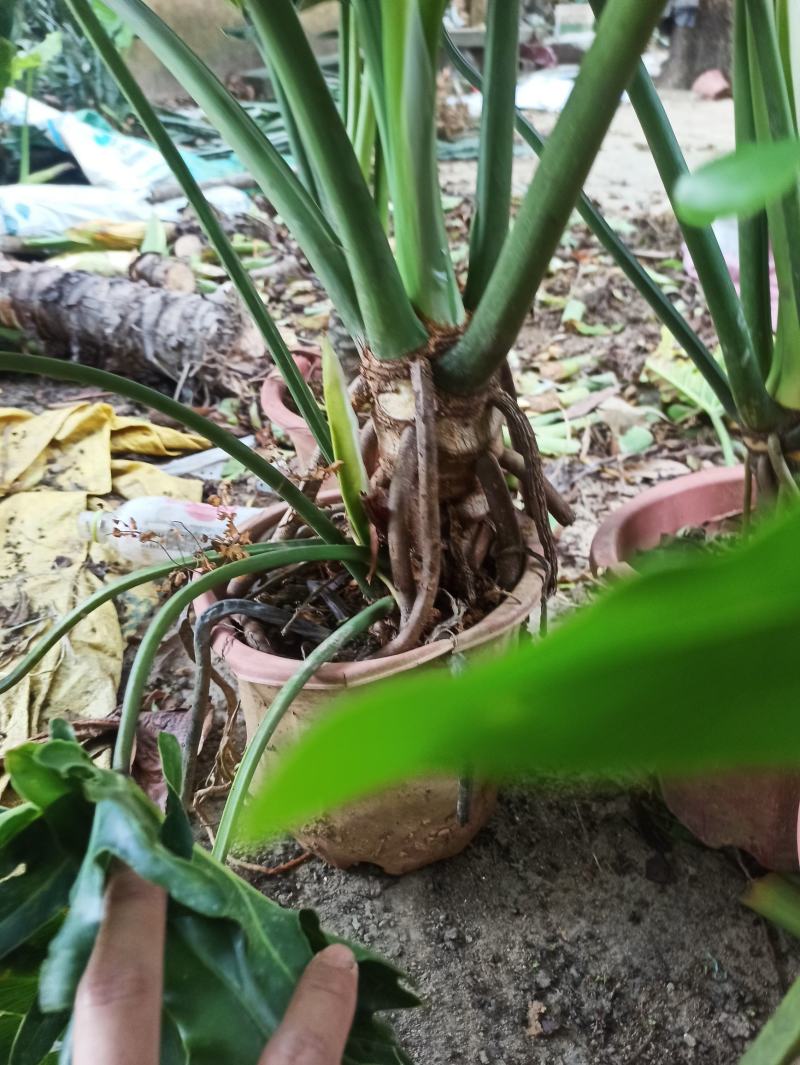 春羽老桩龙鳞杆