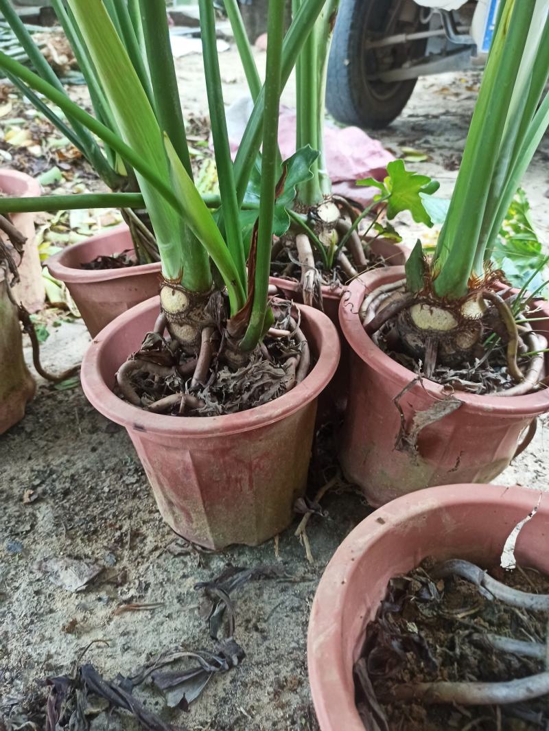 春羽老桩龙鳞杆