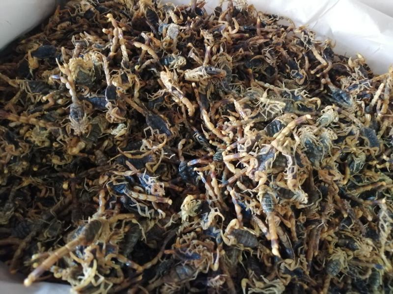 全蝎中药材全蝎蝎子无硫***各种规格中药材包邮
