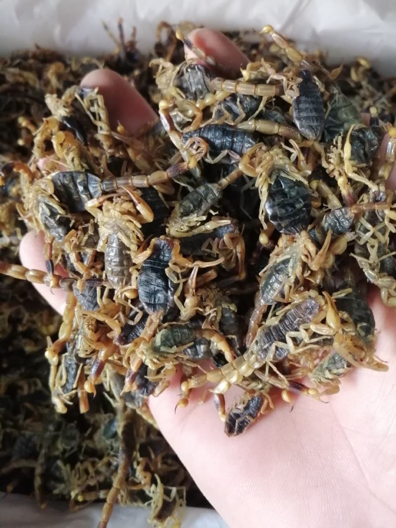 全蝎中药材全蝎蝎子无硫***各种规格中药材包邮