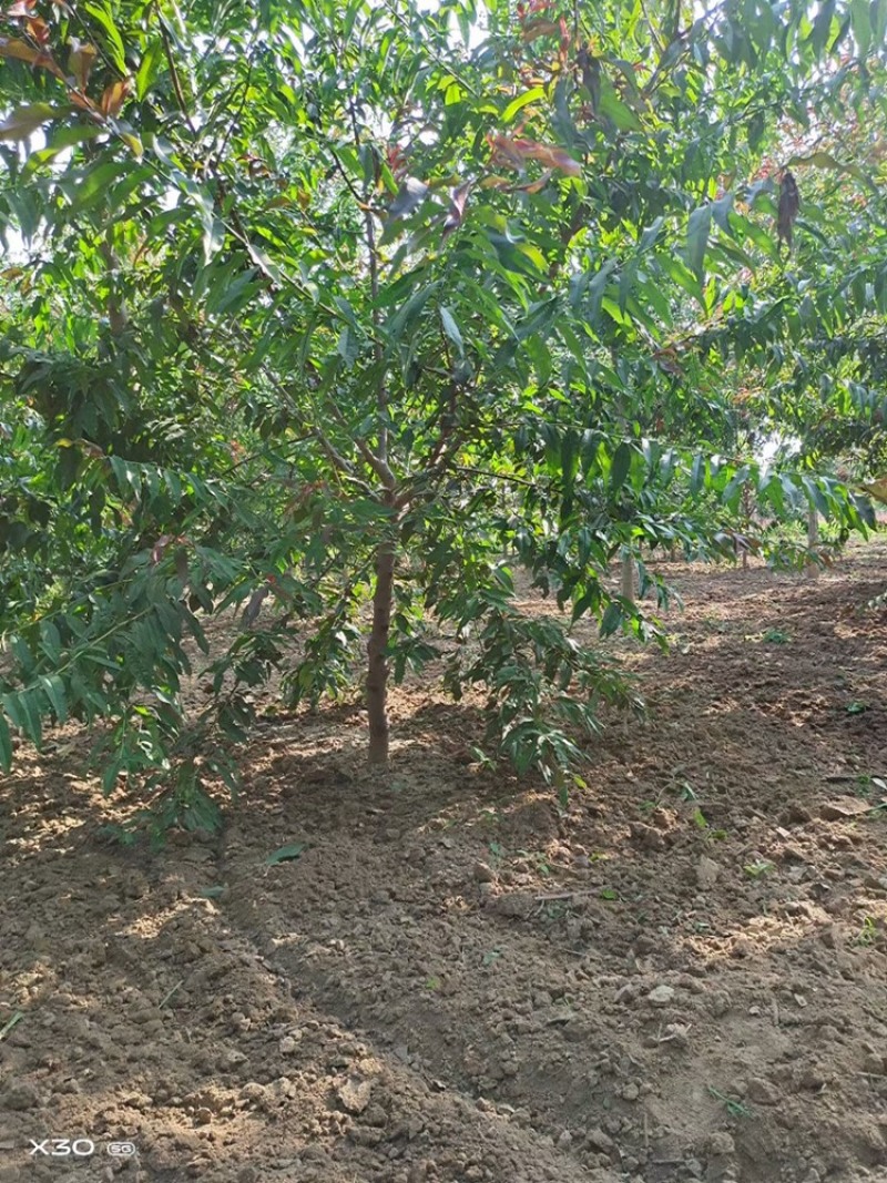 红叶碧桃