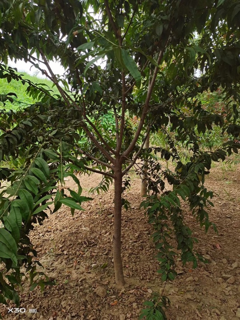 红叶碧桃