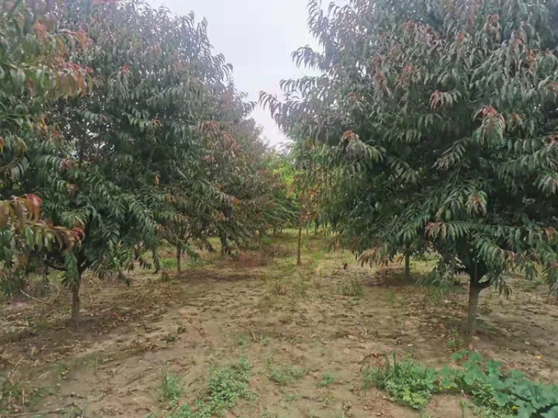 红叶碧桃