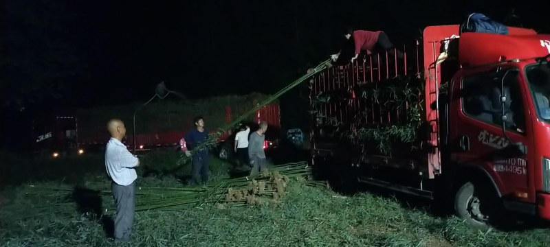 刚竹淡竹早园竹竹苗批发