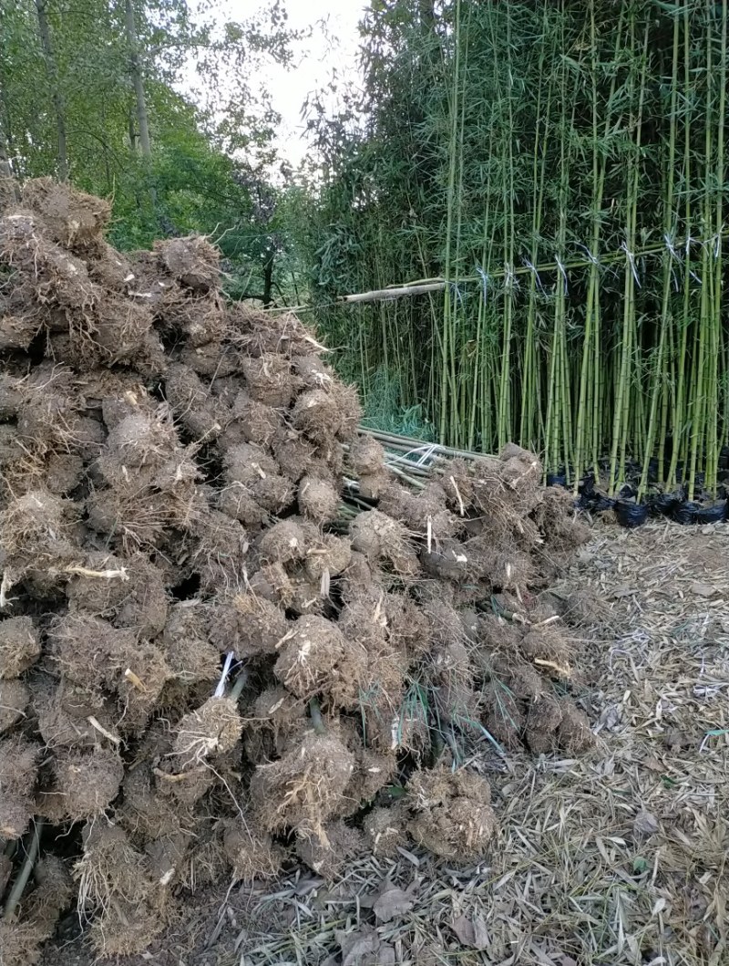 刚竹淡竹早园竹竹苗批发