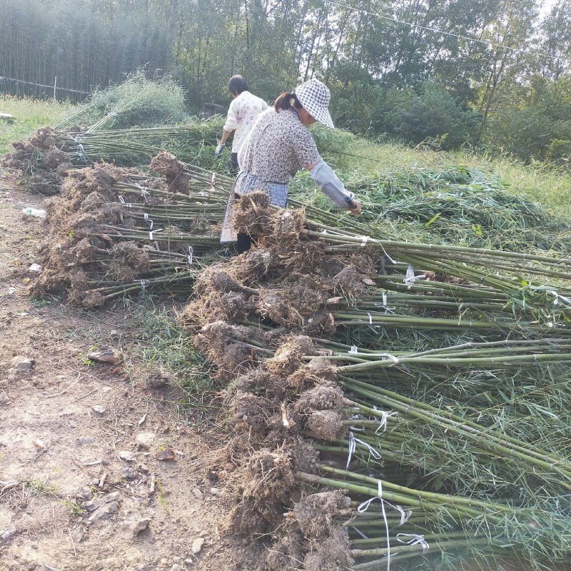 刚竹淡竹早园竹竹苗批发