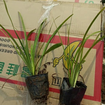阔叶麦冬，品种纯正，大量有货，基地直发，一手货源