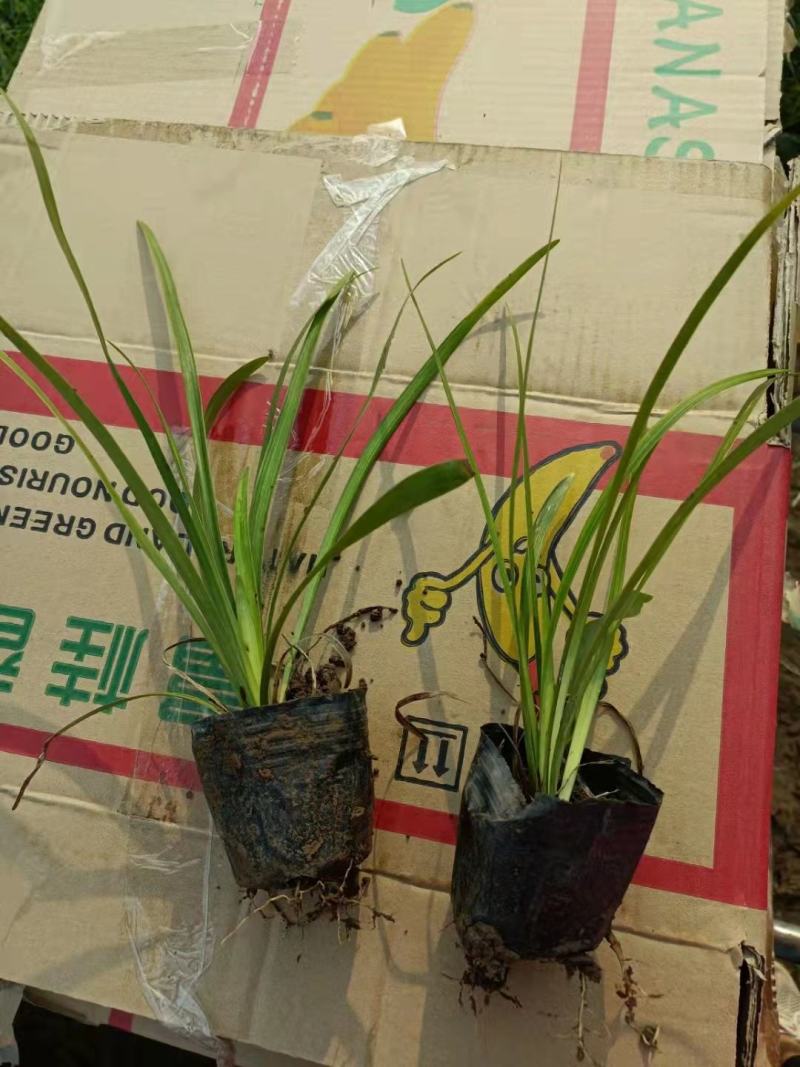 阔叶麦冬，品种纯正，大量有货，基地直发，一手货源