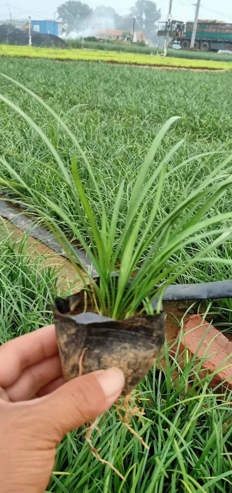 阔叶麦冬，品种纯正，大量有货，基地直发，一手货源