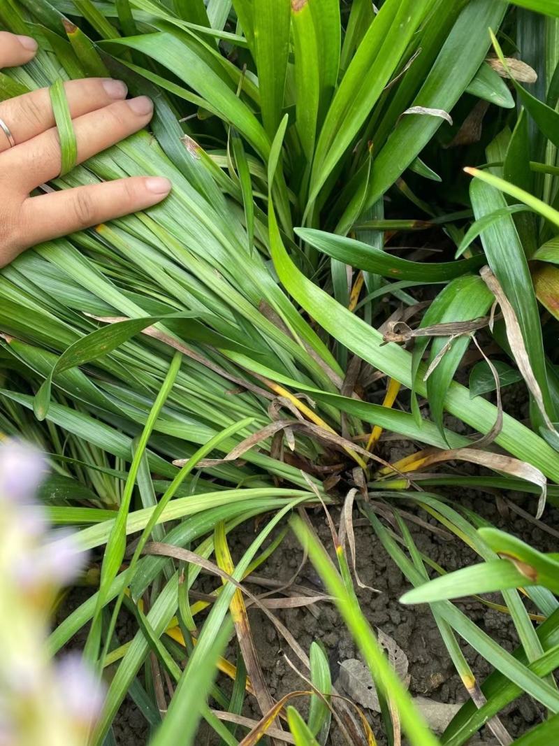 阔叶麦冬，品种纯正，大量有货，基地直发，一手货源