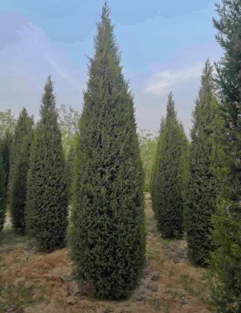 北京桧30/80/100/200/350