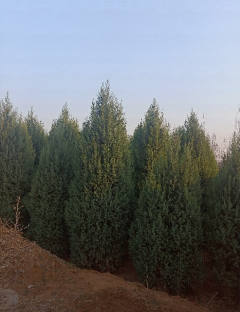 北京桧30/80/100/200/350