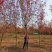 美国红栌