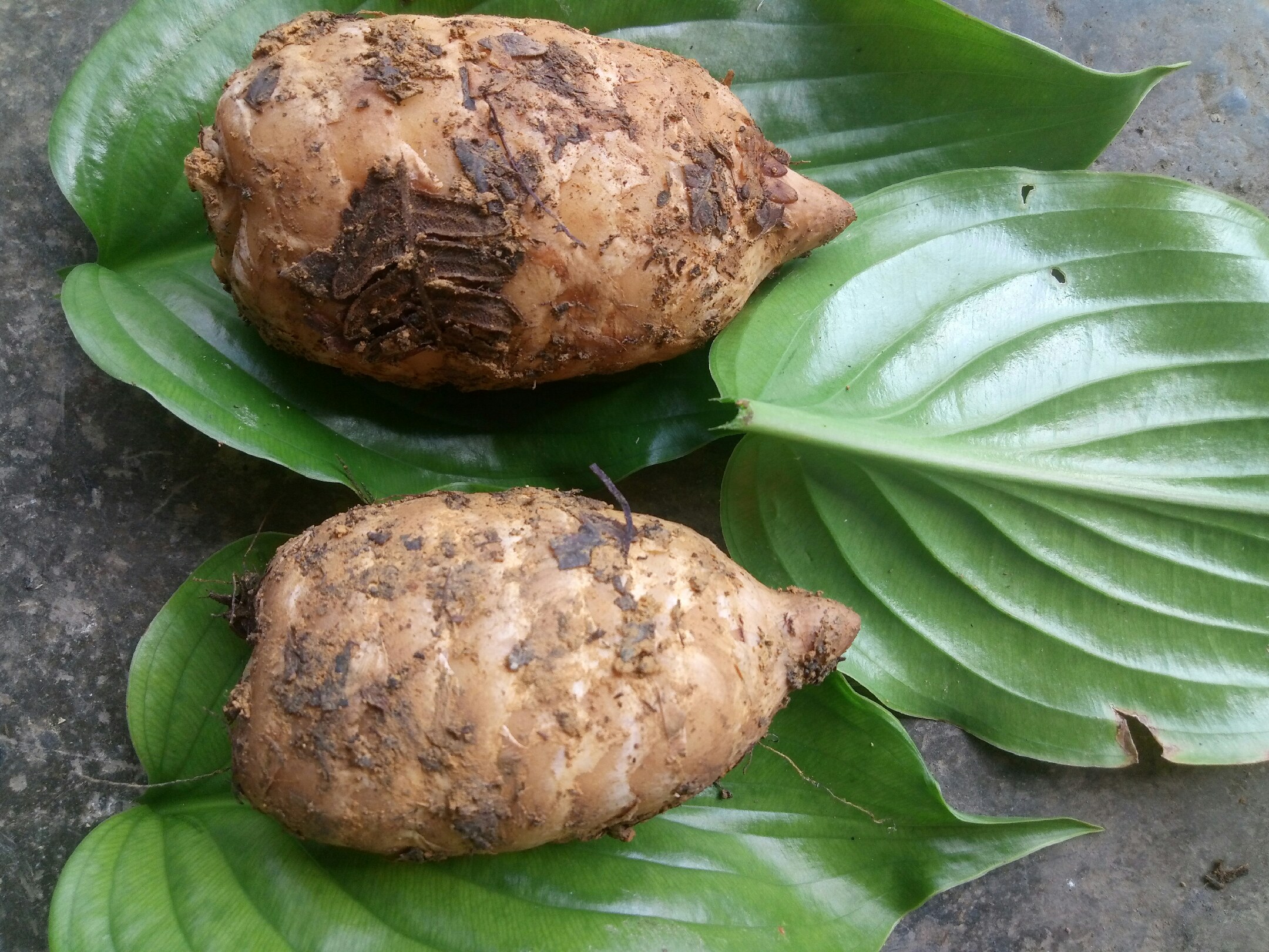 龙柏煎药过程