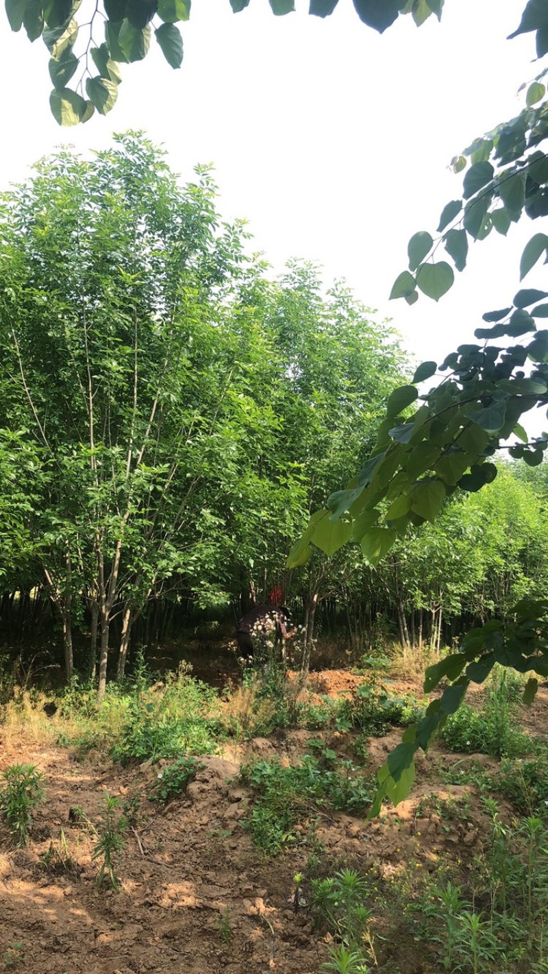 丛生白蜡