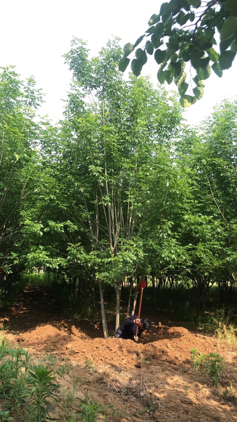 丛生白蜡