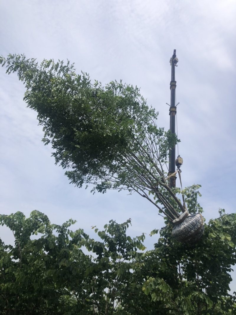丛生白蜡