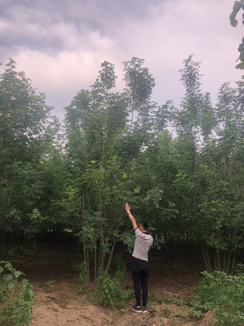 丛生白蜡