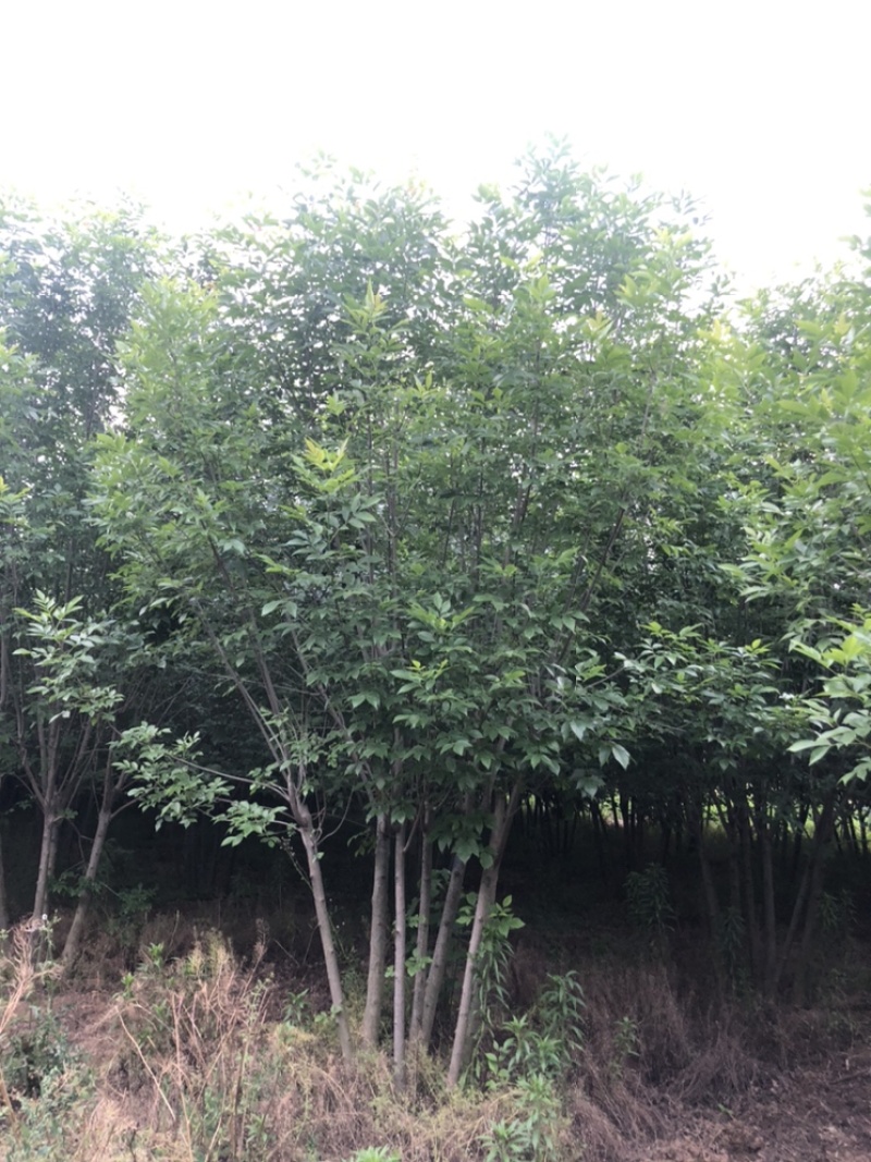 丛生白蜡