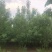 丛生白蜡