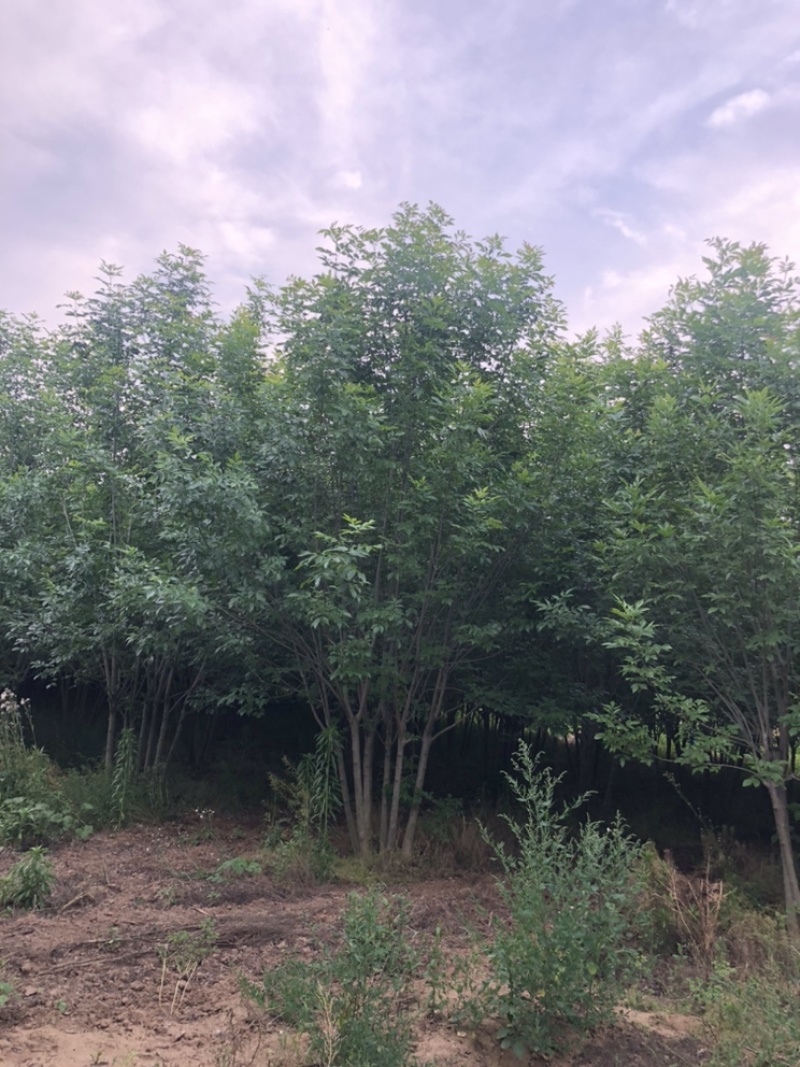 丛生白蜡