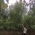 丛生白蜡