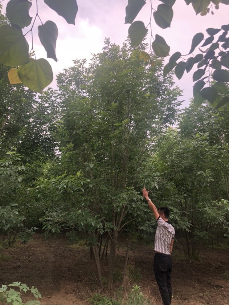 丛生白蜡