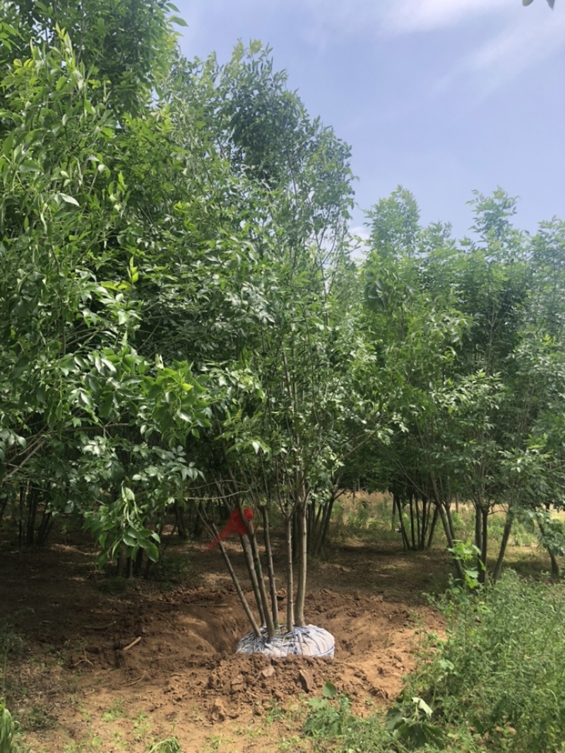 丛生白蜡