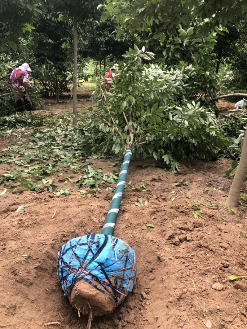 二乔玉兰