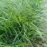 沿阶草，大量有货，基地直发，一手货源，山东青州货源