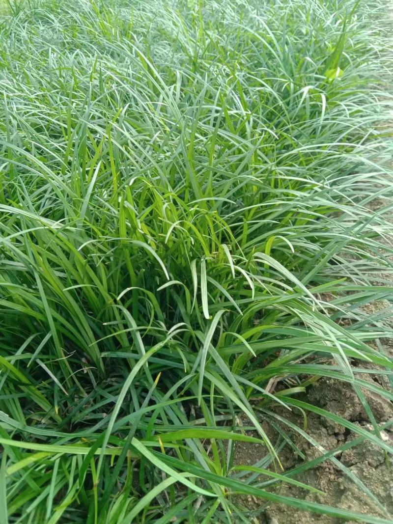 沿阶草，大量有货，基地直发，一手货源，山东青州货源