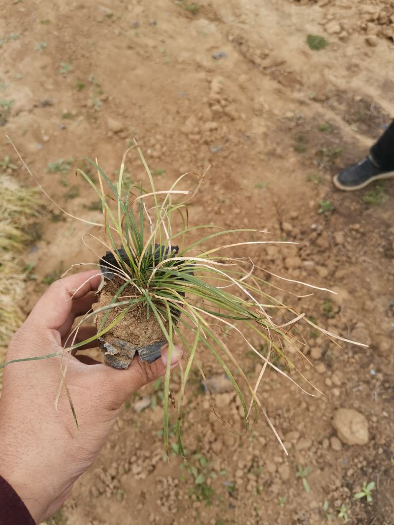 沿阶草，大量有货，基地直发，一手货源，山东青州货源