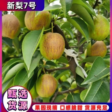 梨河北新梨七号果园现摘产地直供口感脆甜货源充足