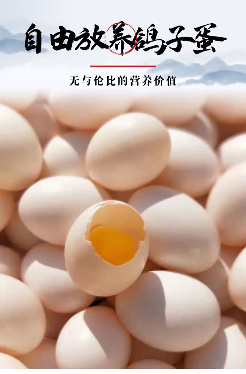 新鲜鸽子蛋宝宝孕妇辅食现捡现发批发量大详谈