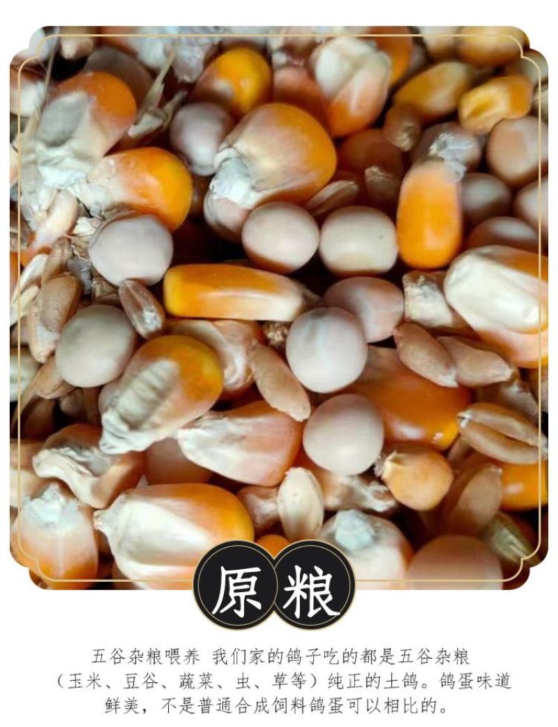 新鲜鸽子蛋宝宝孕妇辅食现捡现发批发量大详谈