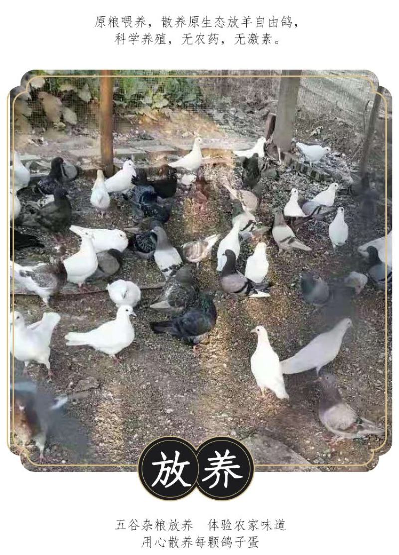 新鲜鸽子蛋宝宝孕妇辅食现捡现发批发量大详谈