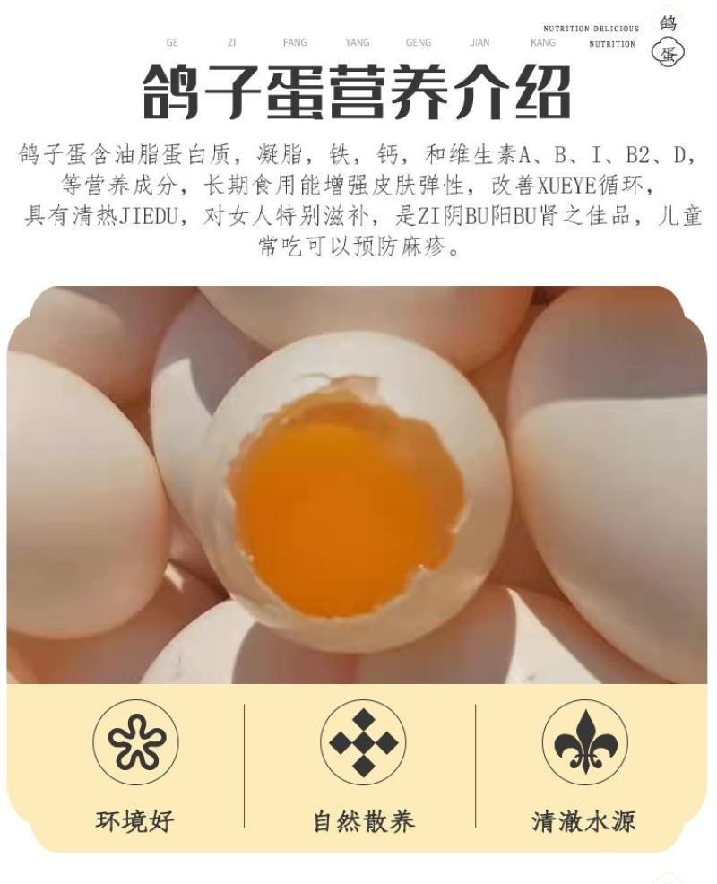 新鲜鸽子蛋宝宝孕妇辅食现捡现发批发量大详谈