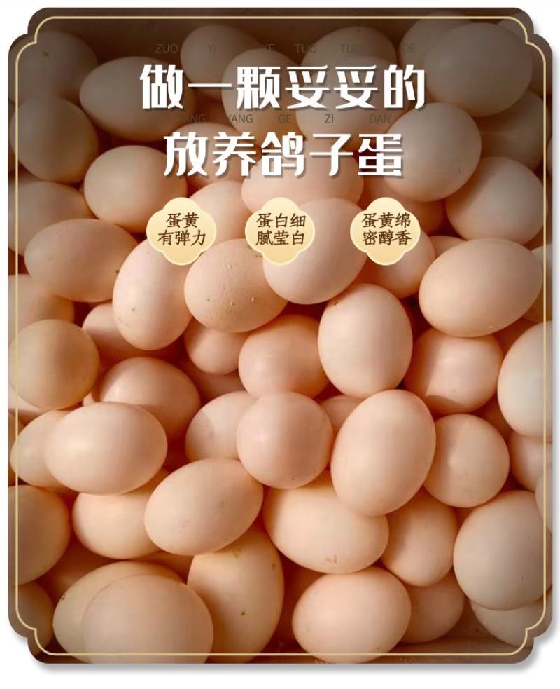 新鲜鸽子蛋宝宝孕妇辅食现捡现发批发量大详谈