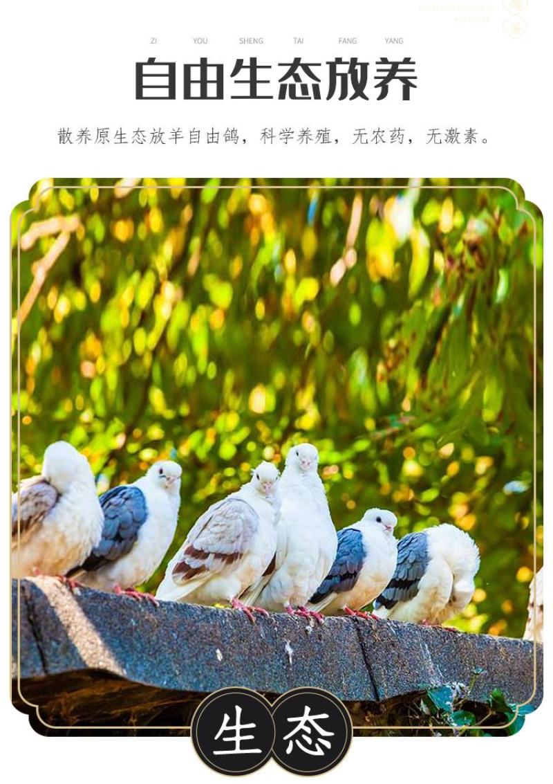 新鲜鸽子蛋宝宝孕妇辅食现捡现发批发量大详谈