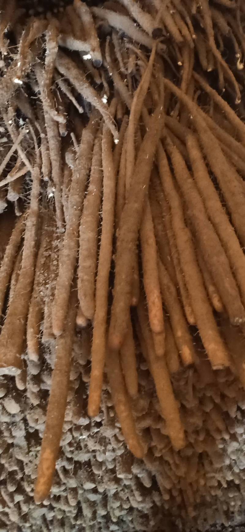 【一件代发】自产自销精品小白嘴，紫药，加工个种包装。