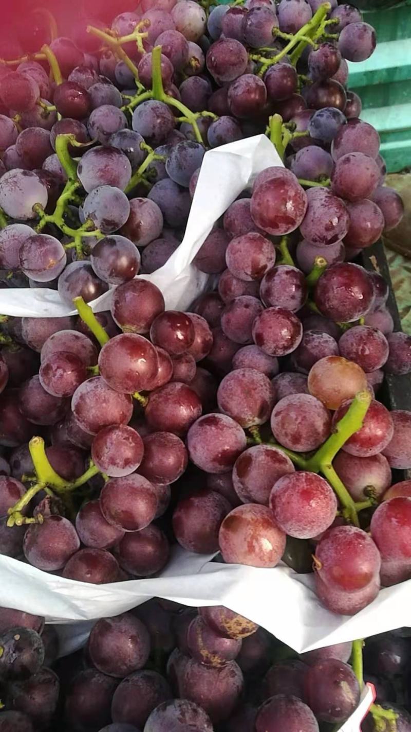 巨峰葡萄